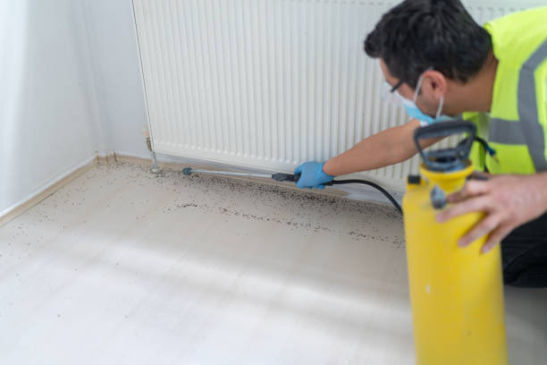 Best Termite Control Services  in Wabasha, MN